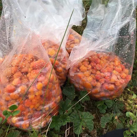 Laetasenonmajat * Enontekiö