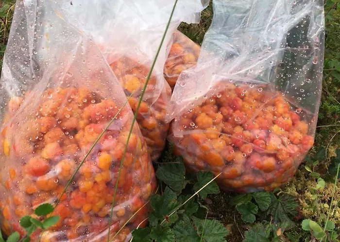 Laetasenonmajat * Энонтекиё