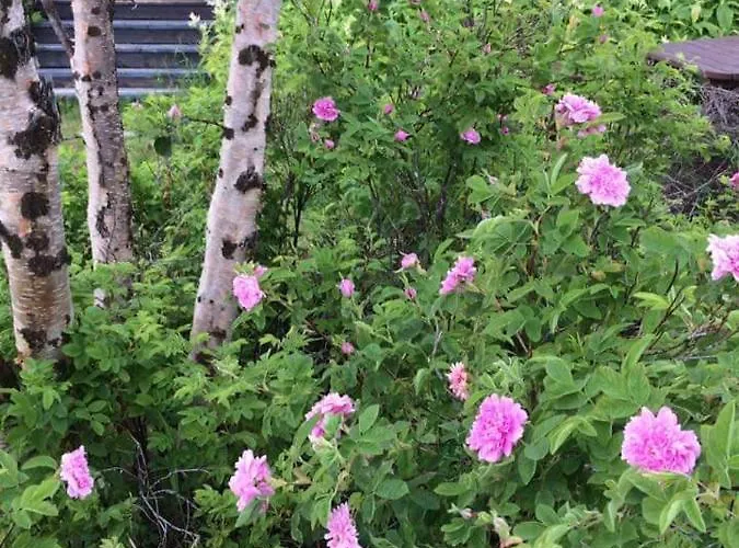 Laetasenonmajat * 埃农泰基厄